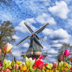 Buy UK 2018 Cruises Offer: Dutch Tulips & Waterways in Five Nights for £749.00