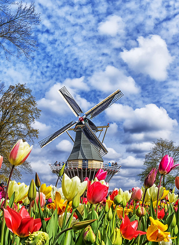 Cruises: Dutch Tulips & Waterways in Five Nights for £749.00