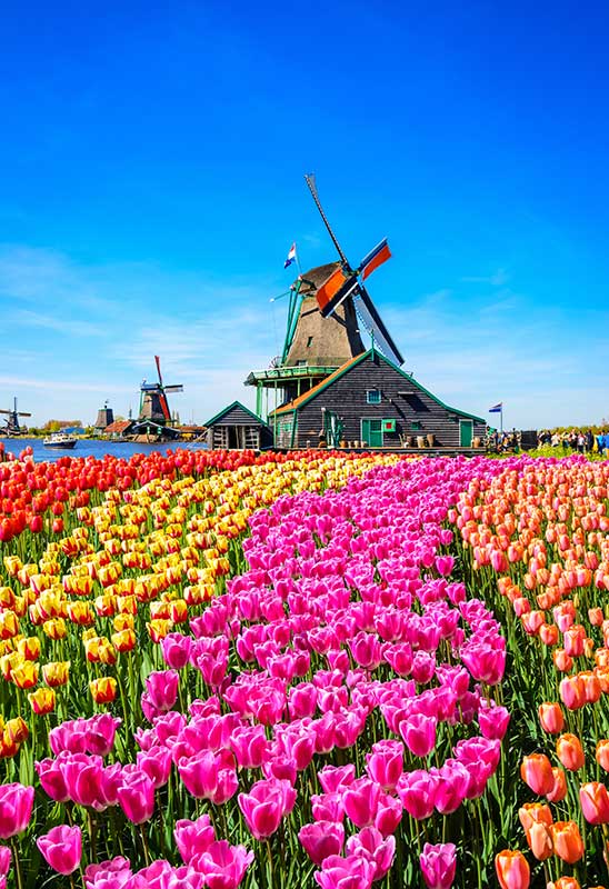 Cruises: European River Cities with Springtime Tulips for £1099.00